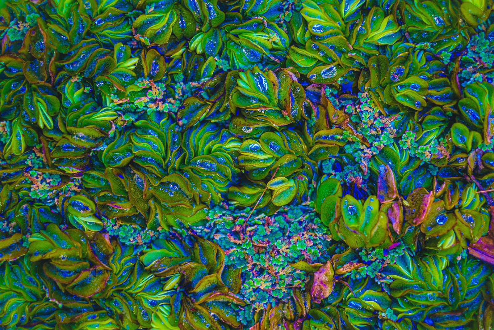 Biorevolution: The Next 20 Years