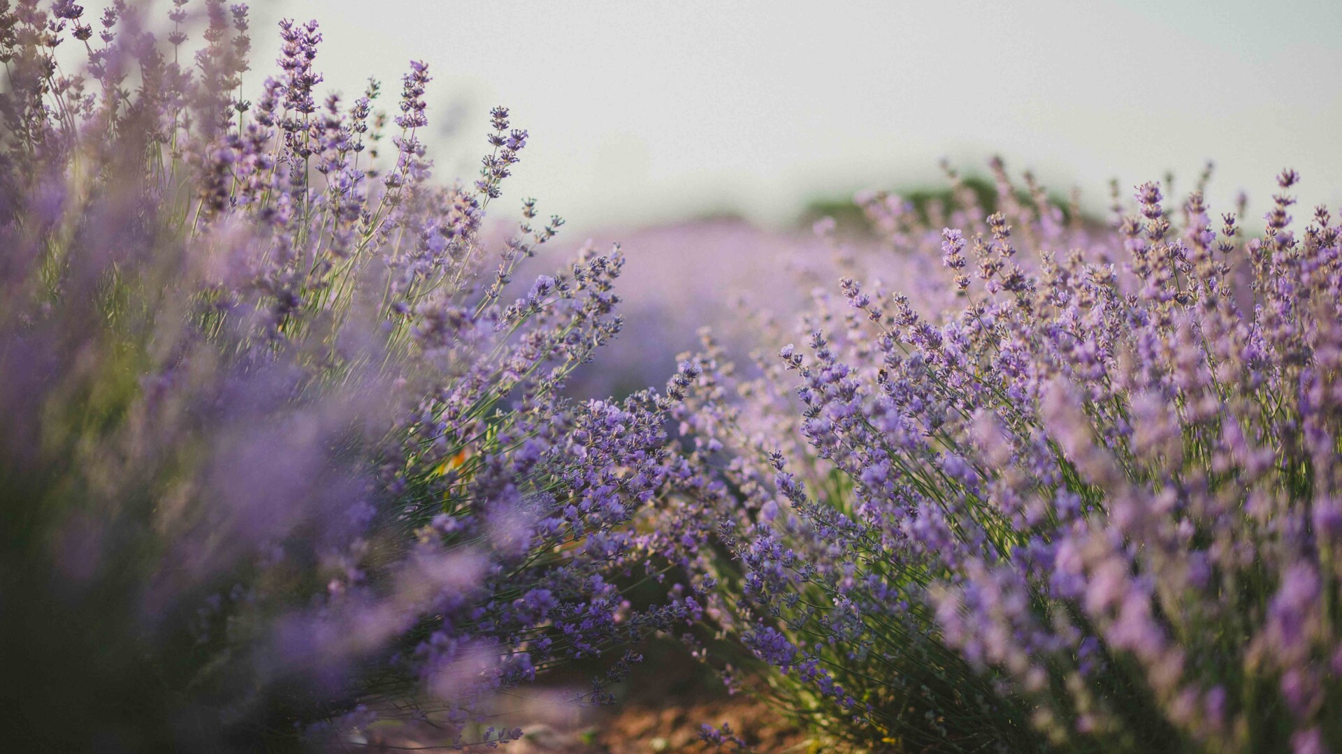 Aroma Business: The Winning Scent of Clean & Fresh